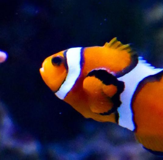 Stiftung Pro UKBB, Kinder, Basel, Spenden, Spital, Aquarium, Fischgotti, Fischgötti, Salzwasseraquarium Stiftung Pro UKBB, Kinder, Basel, Spenden, Spital, Aquarium, Fischgotti, Fischgötti, Salzwasseraquarium